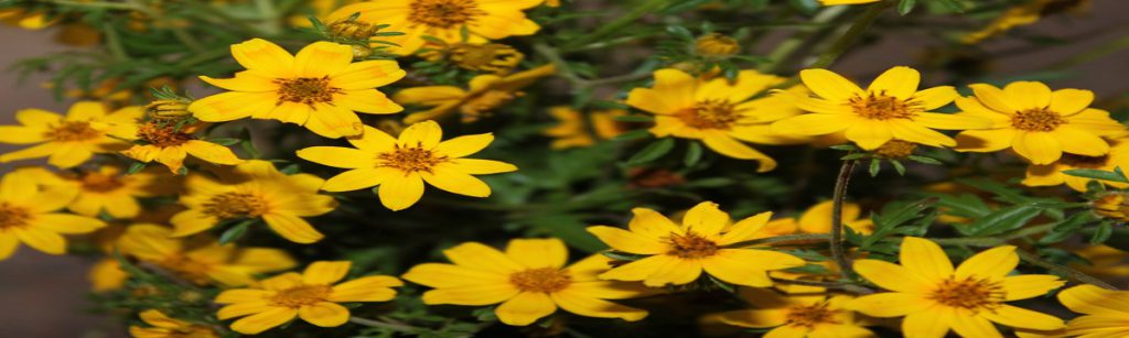 Enkutatash (Ethiopian New Year )