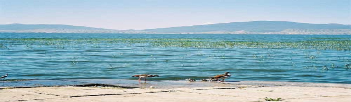 Awasa Lake