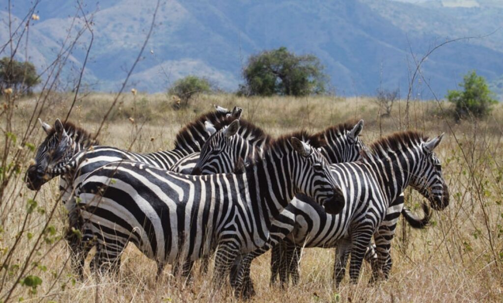 Nech Sar National Park