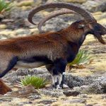Trekking to Simien Mountain