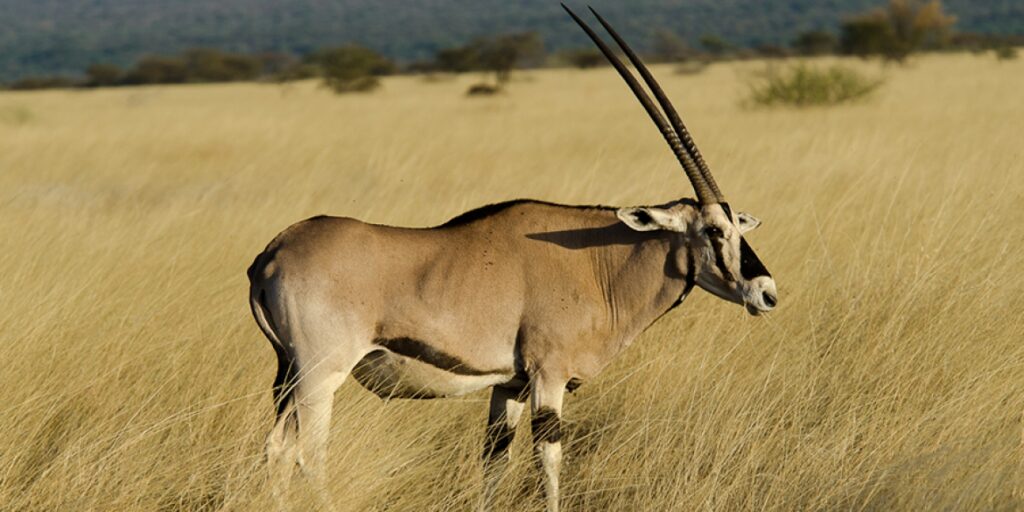 Yangudi Rassa National Park