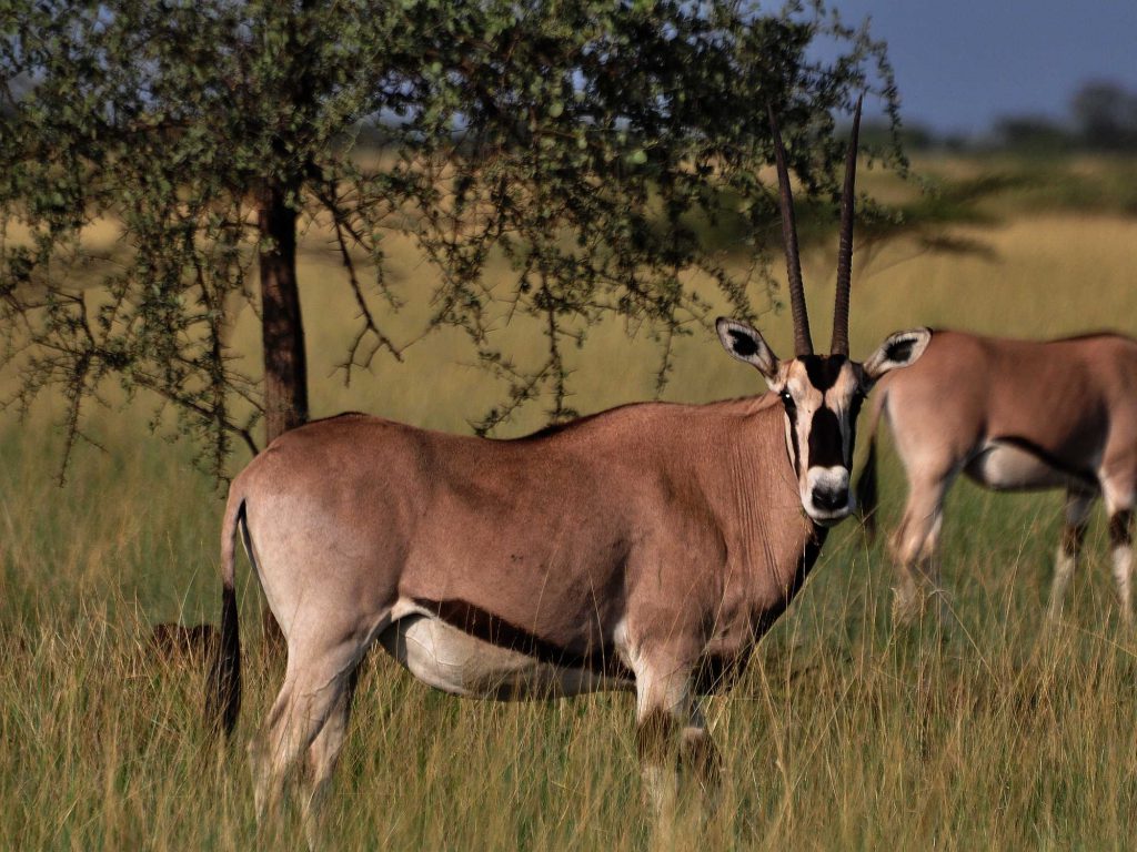 Nechsar National Park